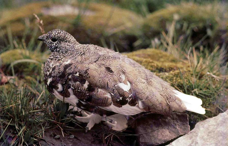 White-tailed Ptarmigan White-tailed Ptarmigan